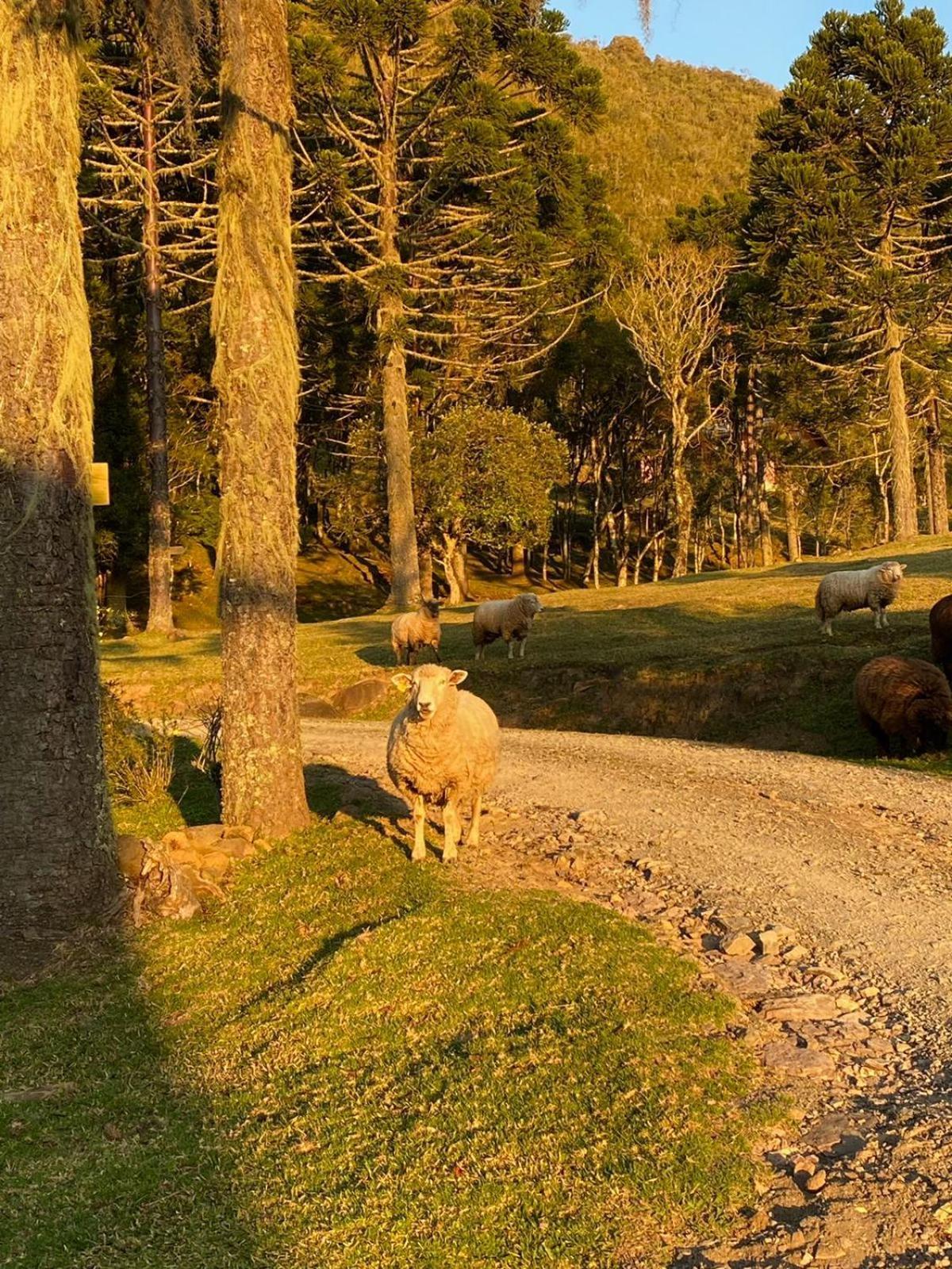 Pousada Colina Dos Ventos - Cabana Alpha Urubici Exteriér fotografie